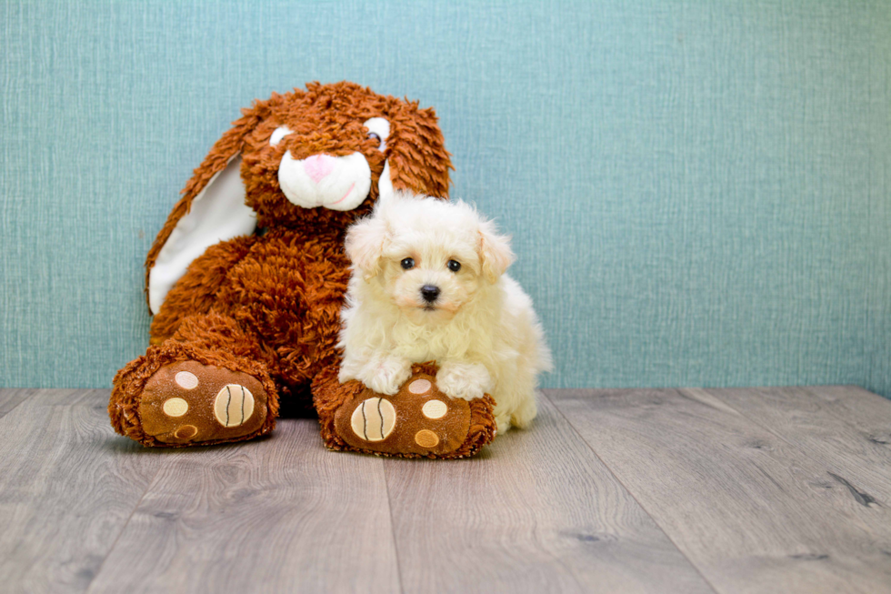 Maltipoo Puppy for Adoption