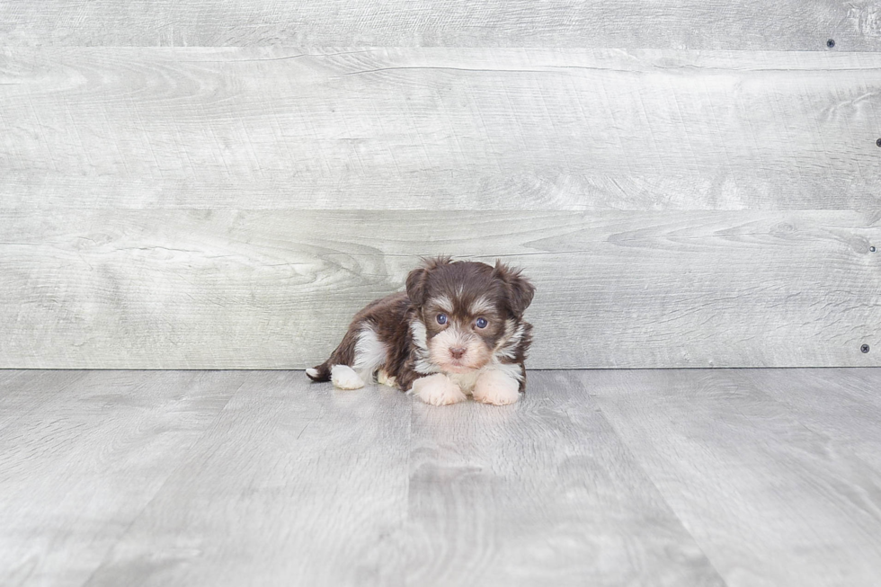 Sweet Havanese Purebred Puppy