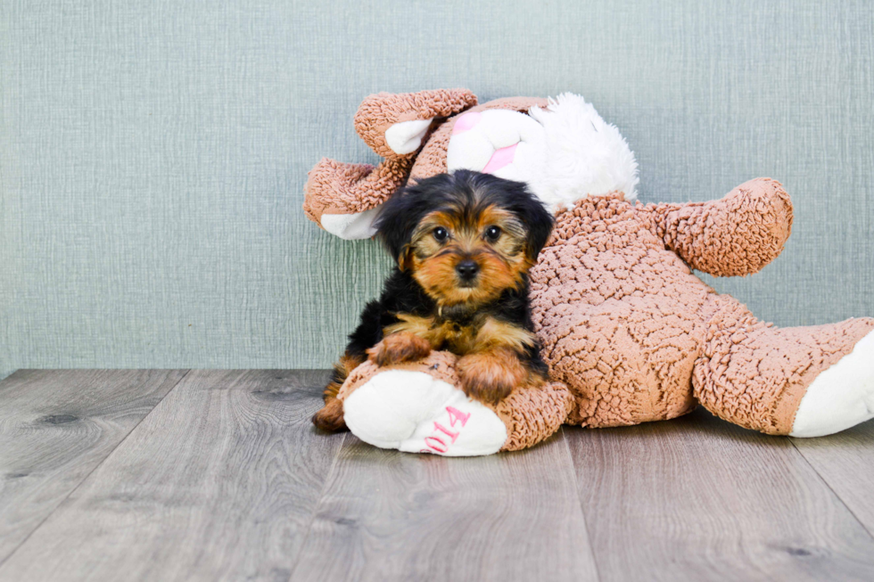 Meet Izzie - our Yorkshire Terrier Puppy Photo 