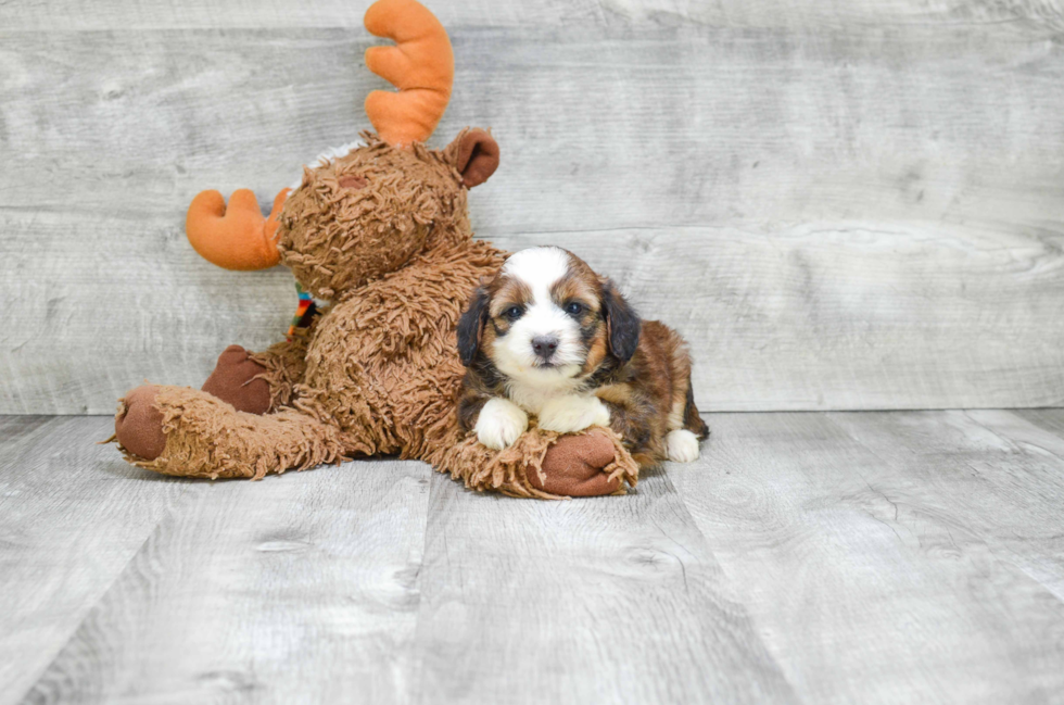 Best Mini Bernedoodle Baby