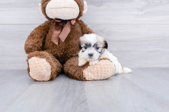 Funny Teddy Bear Designer Pup