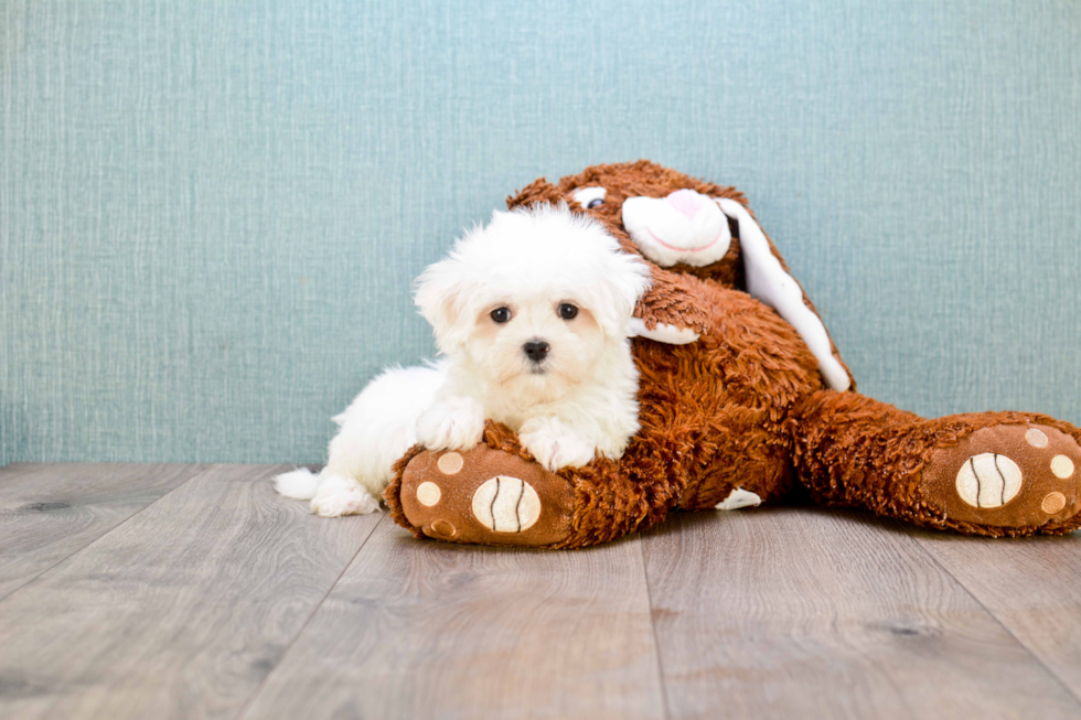 Little Maltese Baby