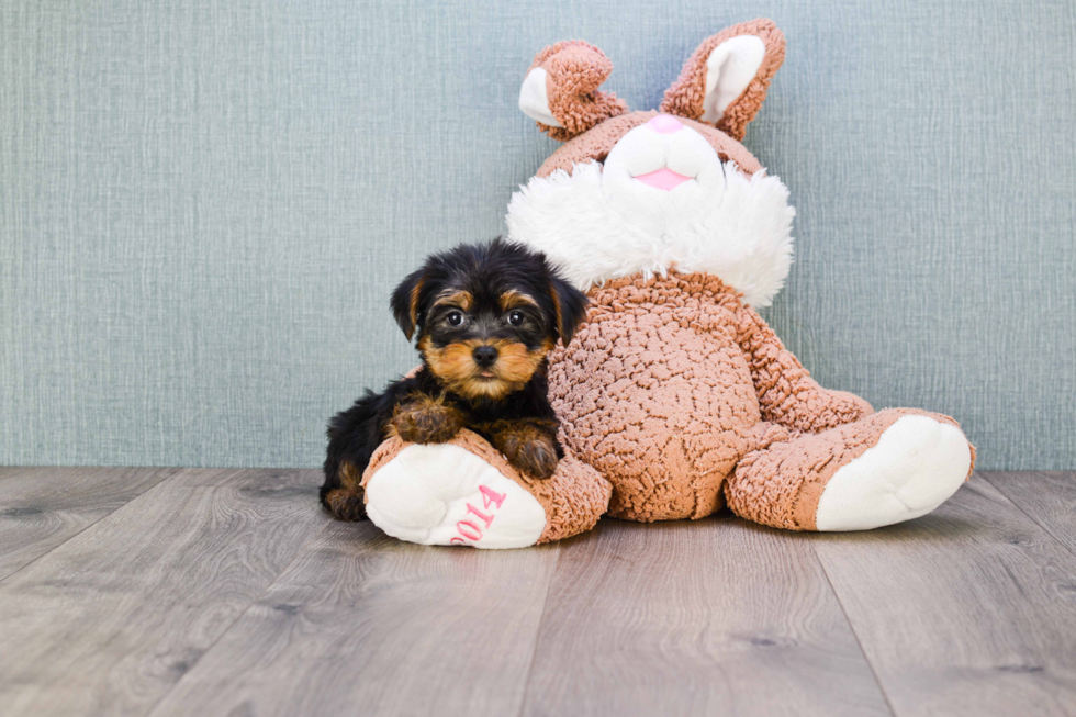 Meet Bella - our Yorkshire Terrier Puppy Photo 