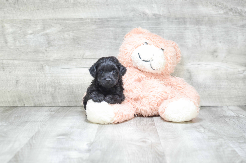 Yorkie Poo Pup Being Cute