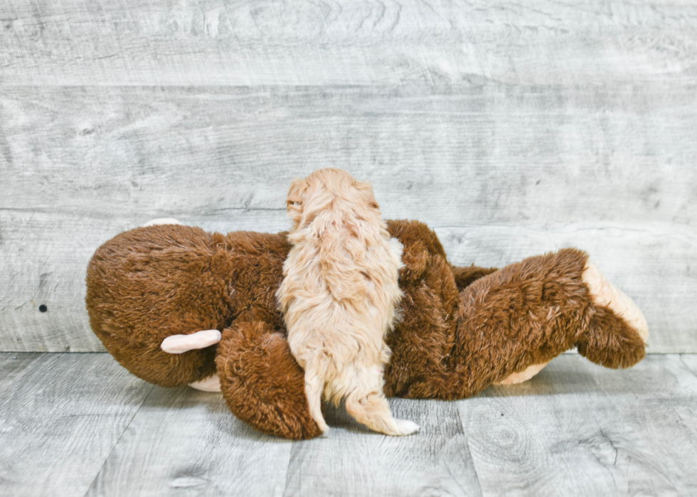 Maltipoo Pup Being Cute