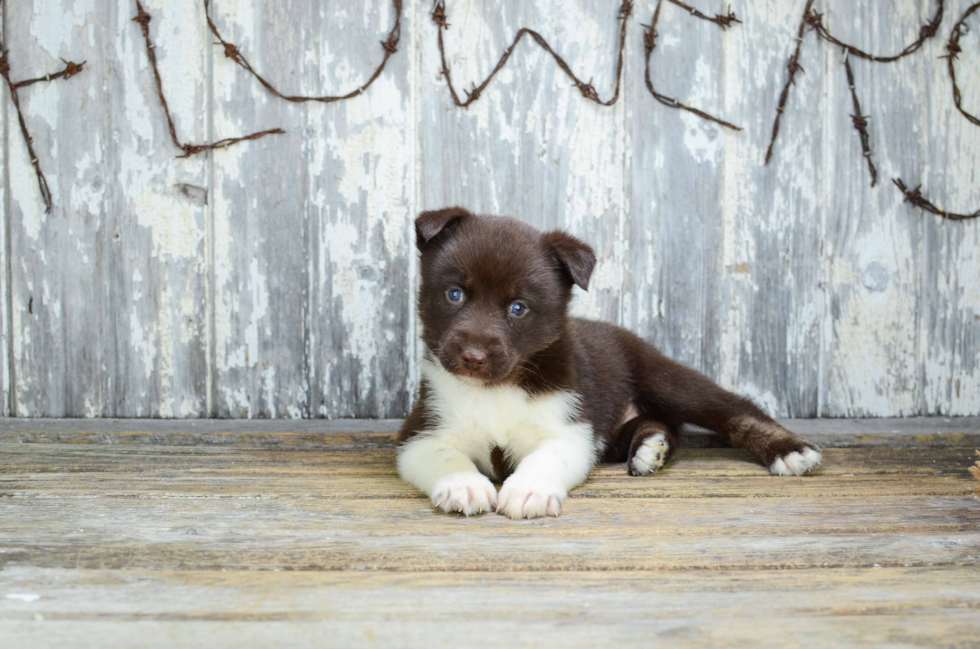 Fluffy Pomsky Designer Pup