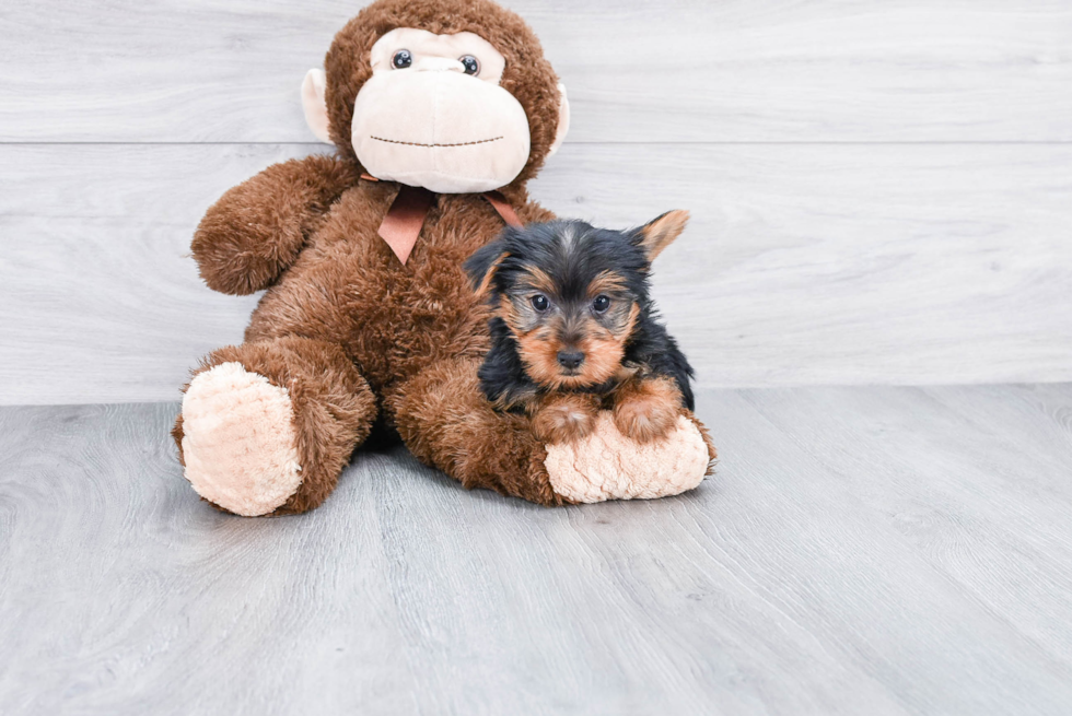 Meet Steph - our Yorkshire Terrier Puppy Photo 