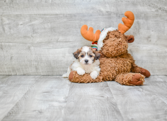 Little Shichon Designer Puppy