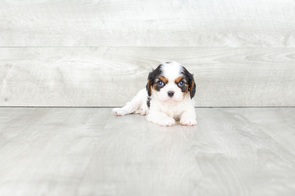 Akc Registered Cavalier King Charles Spaniel Purebred Pup