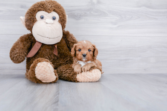 Playful Cavoodle Poodle Mix Puppy