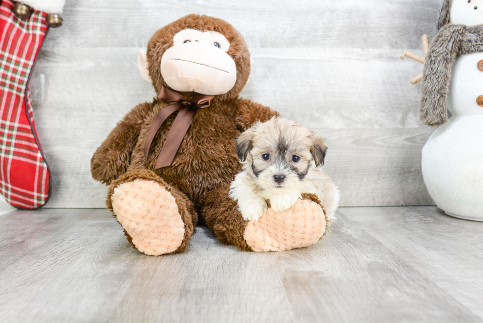 Best Havanese Baby