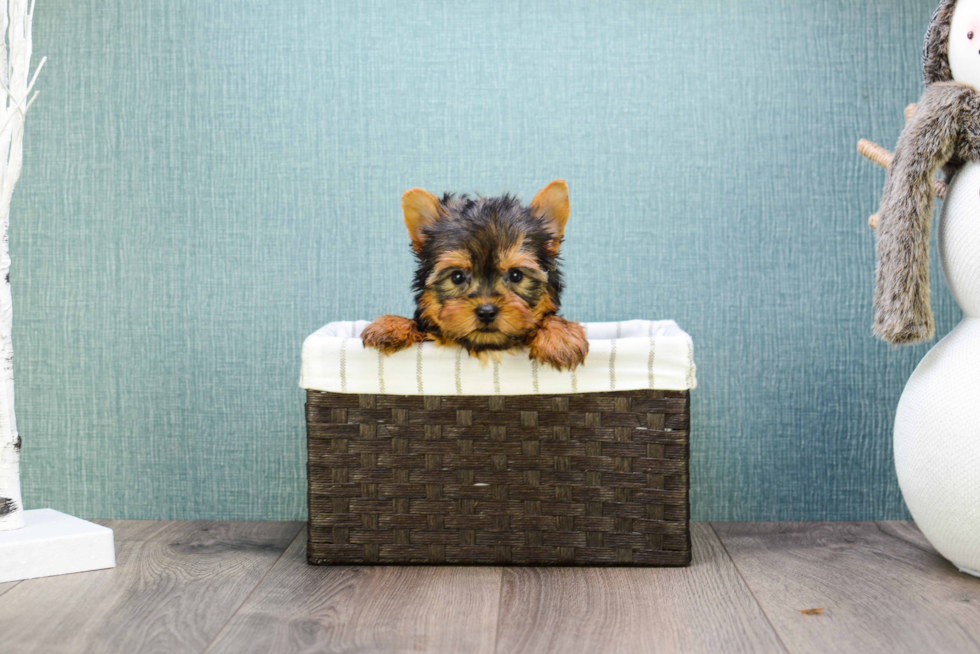 Meet Teacup-Jeremy - our Yorkshire Terrier Puppy Photo 