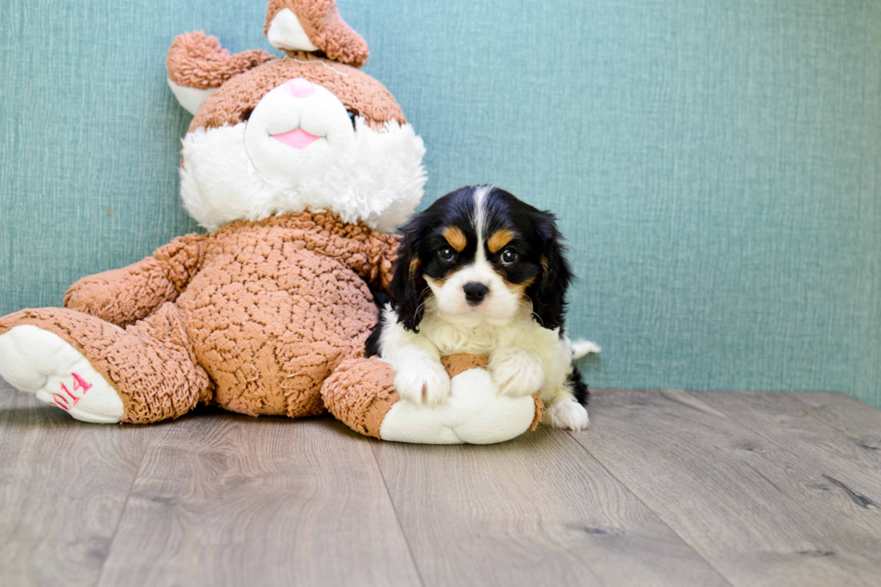 Best Cavalier King Charles Spaniel Baby