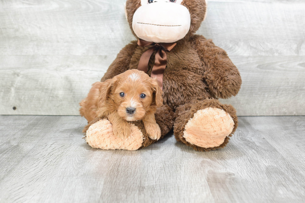 Cavapoo Puppy for Adoption