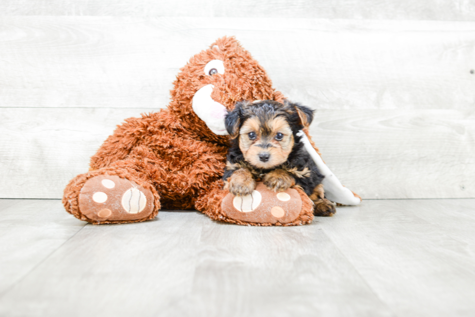 Yorkie Poo Puppy for Adoption