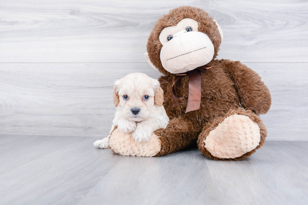 Playful Cavalier Designer Puppy