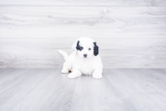 Mini Bernedoodle Pup Being Cute