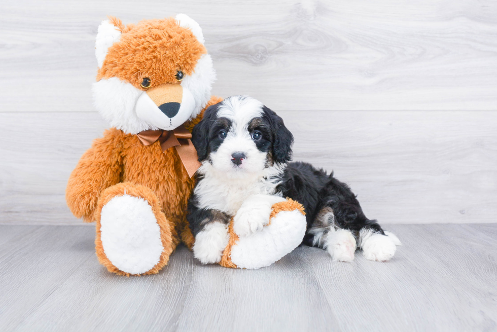 Mini Bernedoodle Puppy for Adoption