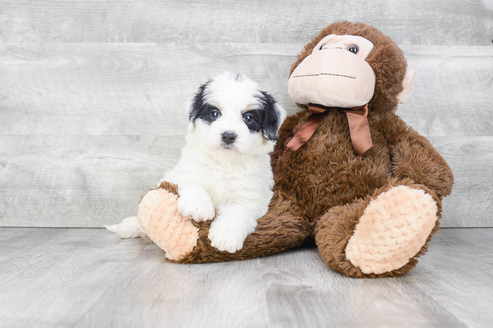 Best Mini Bernedoodle Baby