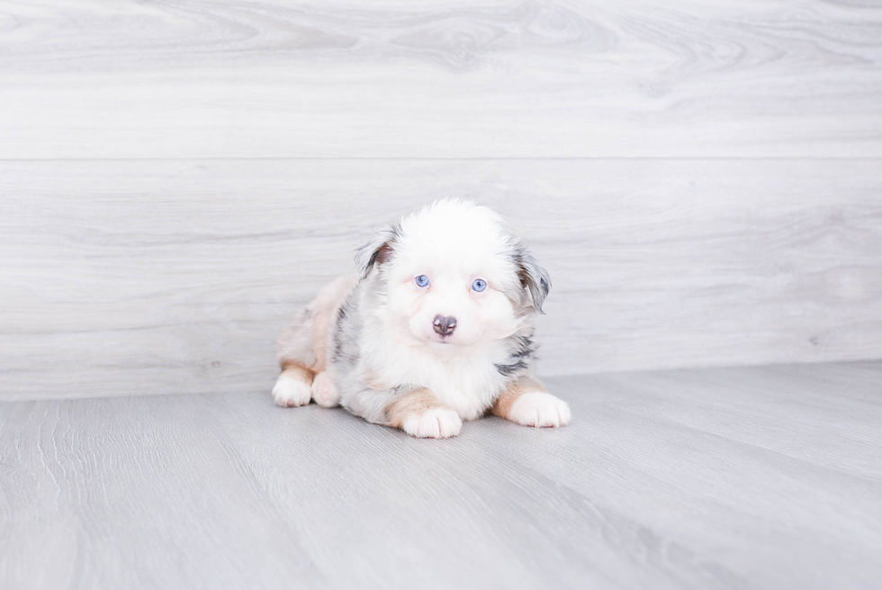 Popular Mini Aussiedoodle Poodle Mix Pup