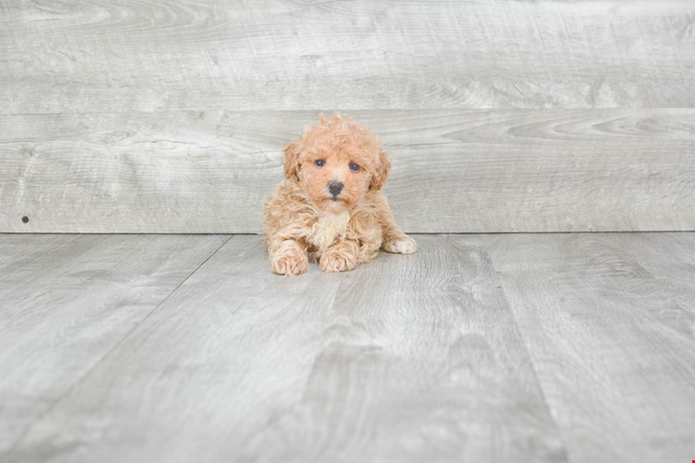 Maltipoo Puppy for Adoption