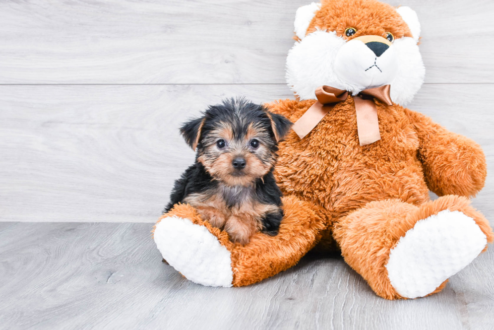 Meet Ronaldo - our Yorkshire Terrier Puppy Photo 