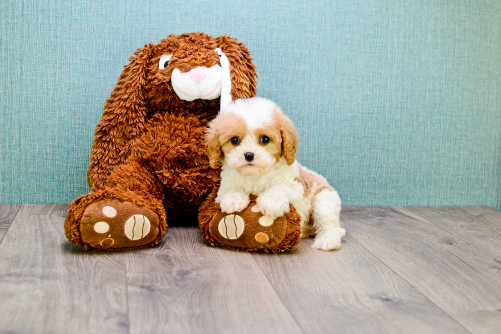 Cavachon Puppy for Adoption