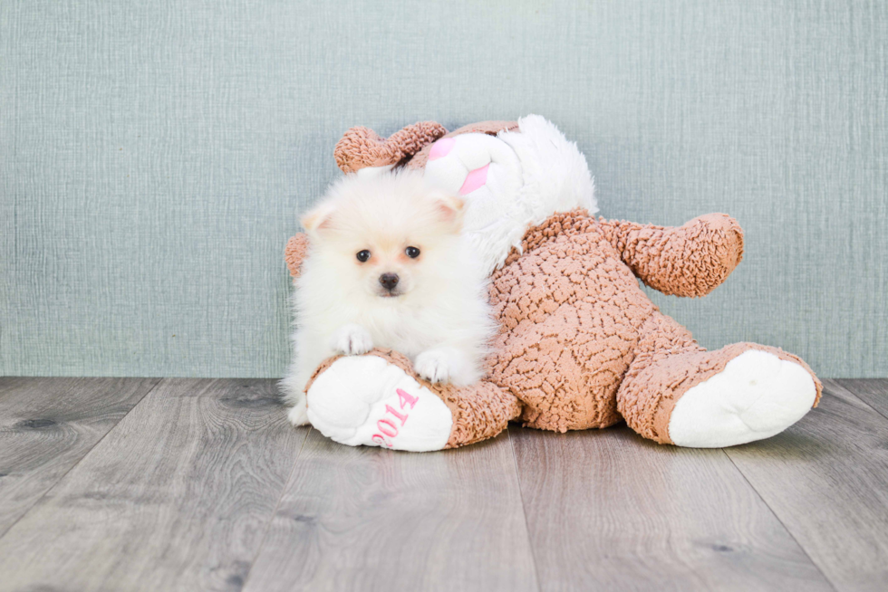 Petite Pomeranian Purebred Puppy