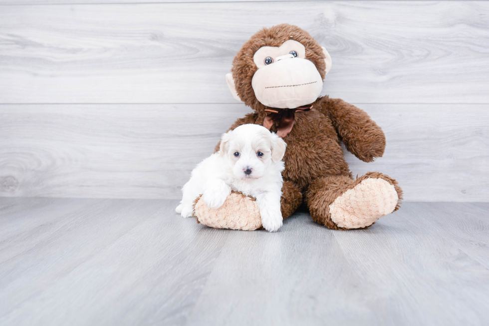 Small Maltipoo Baby