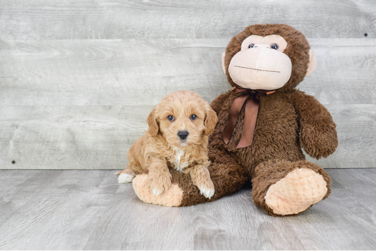 Cavapoo Puppy for Adoption