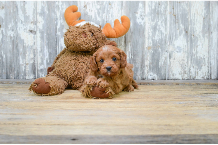 Cavapoo Puppy for Adoption