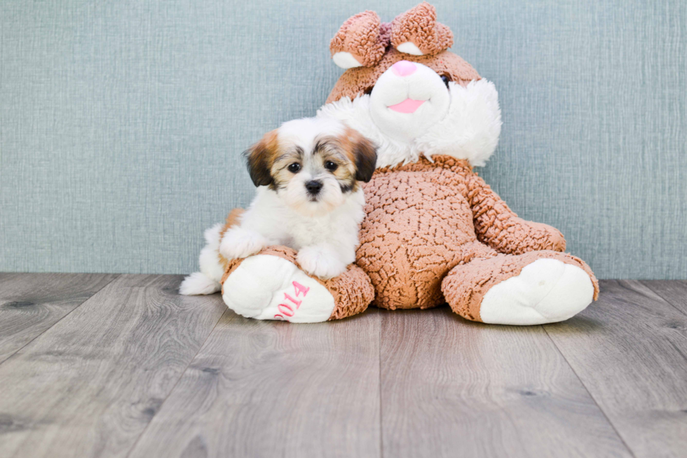 Energetic Shichon Designer Puppy