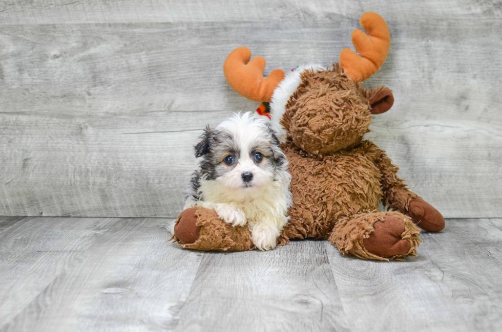 Adorable Havanese Purebred Puppy