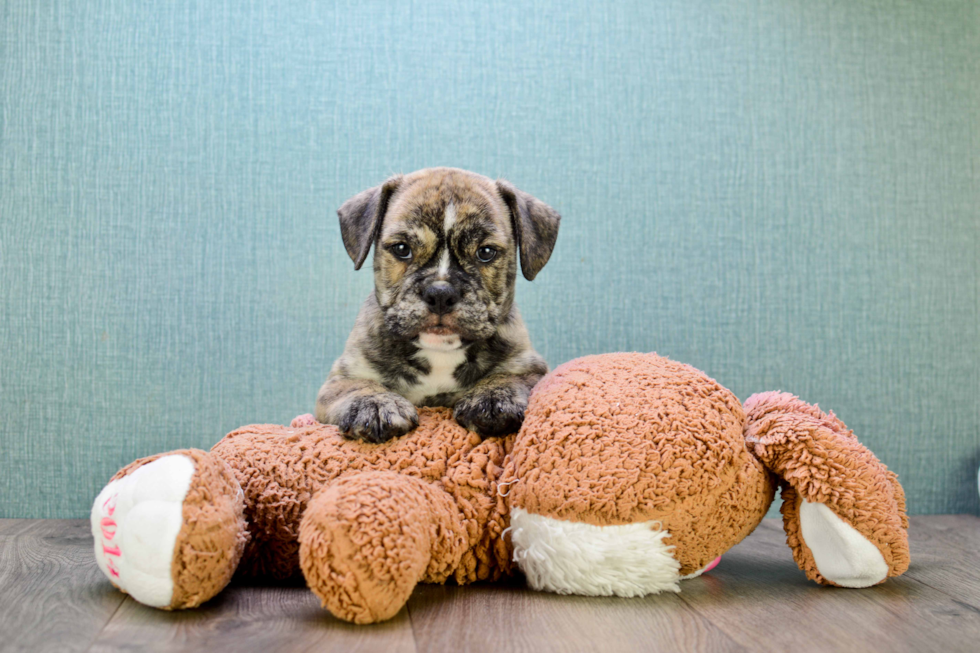 Cute English Bulldog Baby