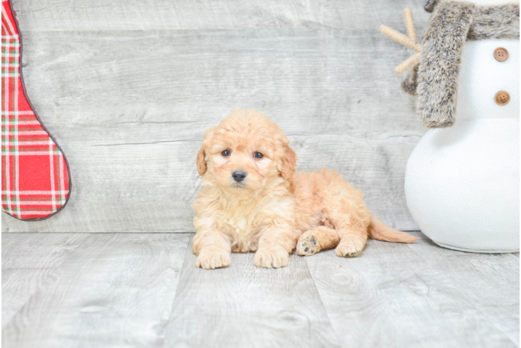 Sweet Mini Goldendoodle Baby