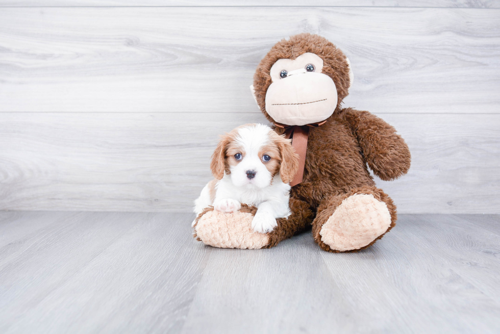 Cavalier King Charles Spaniel Pup Being Cute