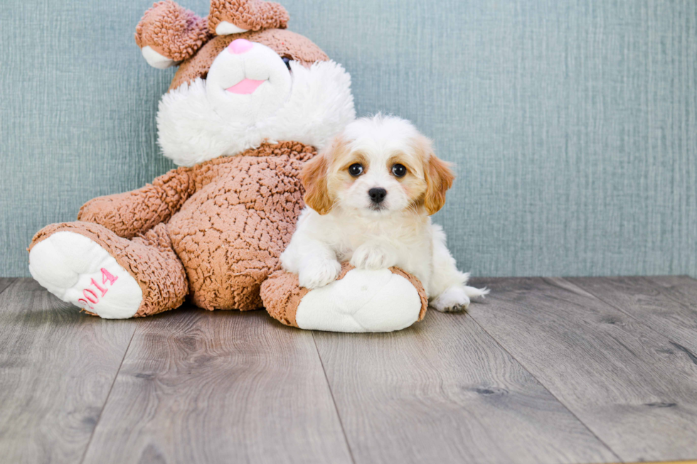 Cavachon Puppy for Adoption