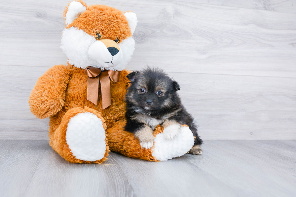 Pomeranian Puppy for Adoption