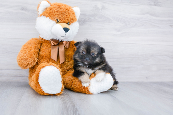 Pomeranian Puppy for Adoption