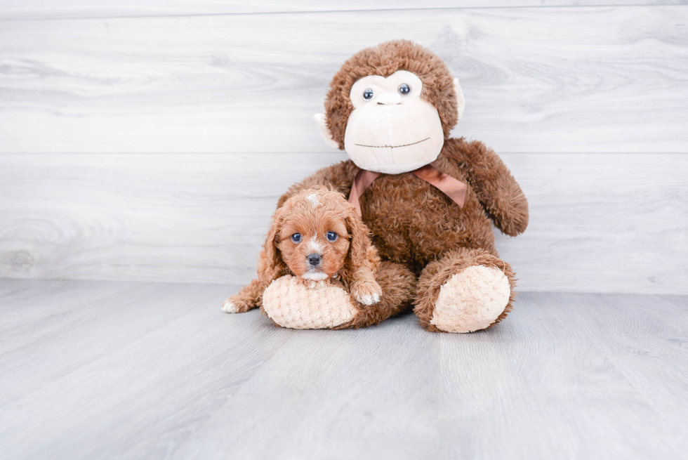 Energetic Cavoodle Poodle Mix Puppy