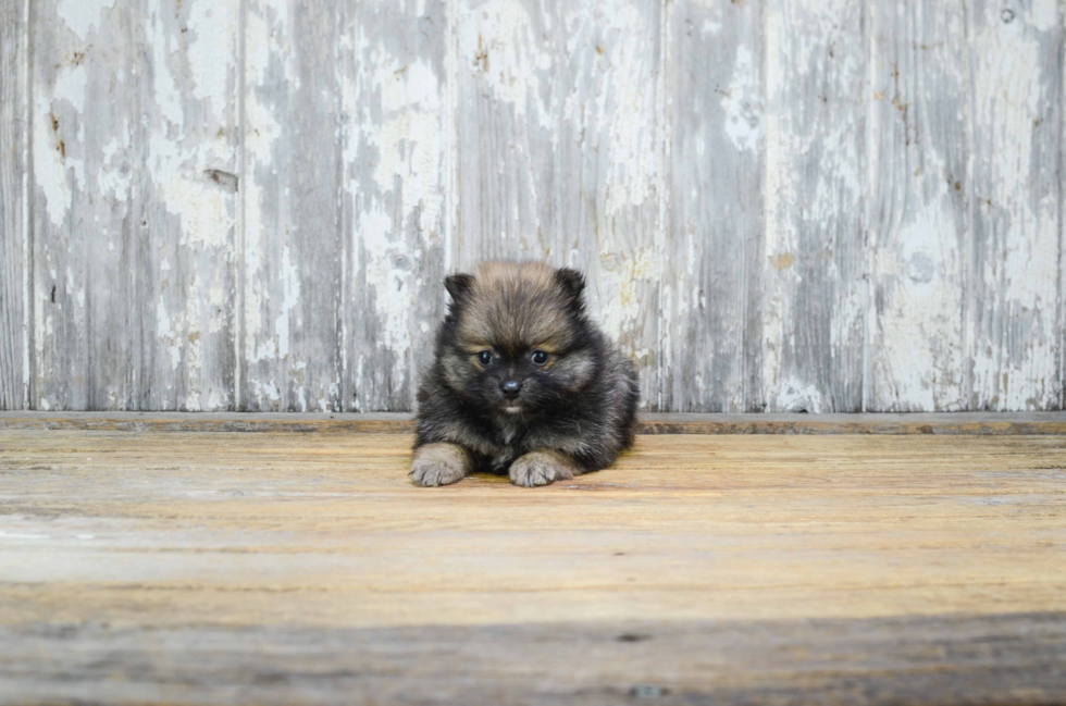 Sweet Pomeranian Purebred Puppy