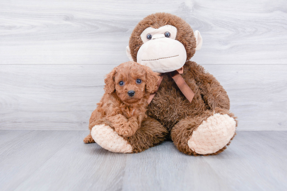 Popular Cavapoo Poodle Mix Pup