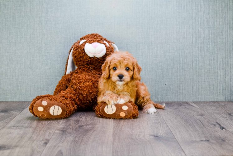 Friendly Cavapoo Baby