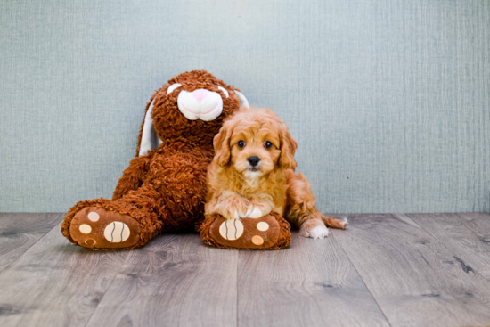 Friendly Cavapoo Baby