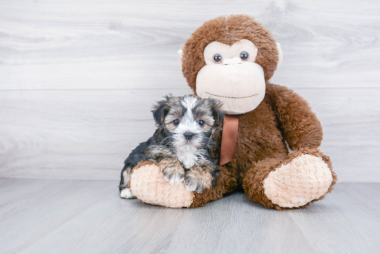 Morkie Pup Being Cute