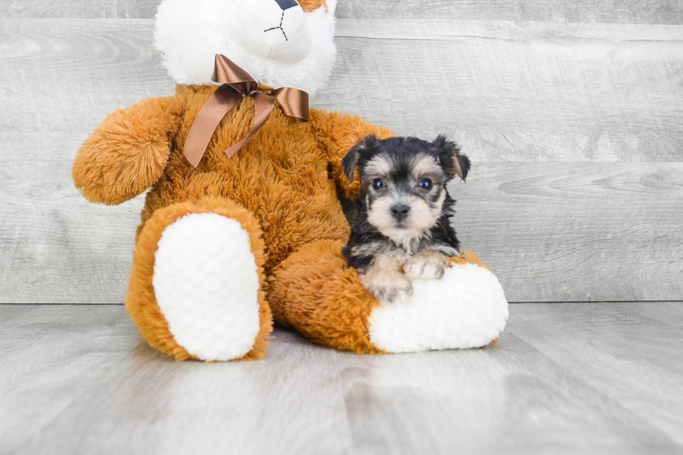 Adorable Yorkie Designer Puppy