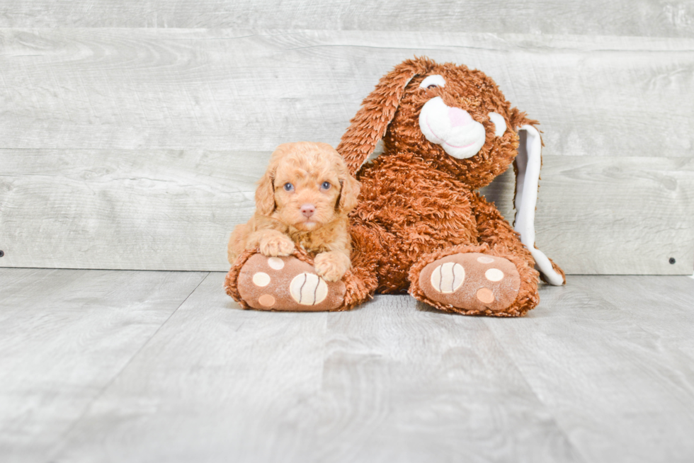 Happy Mini Goldendoodle Baby