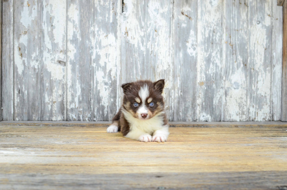 Pomsky Pup Being Cute