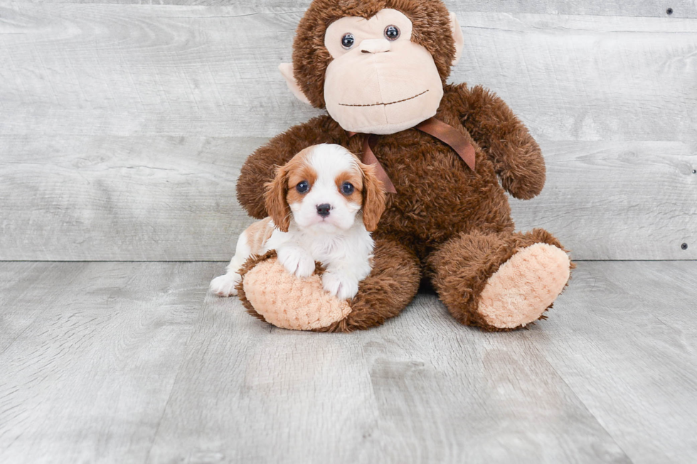 Cavalier King Charles Spaniel Puppy for Adoption