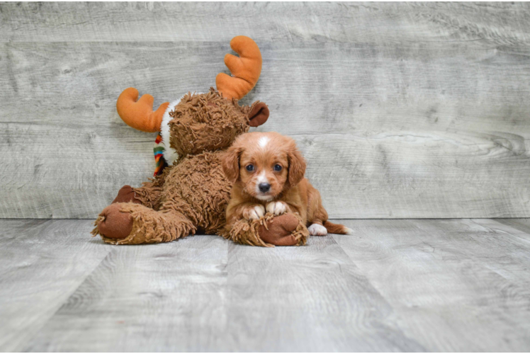 Sweet Cavapoo Baby